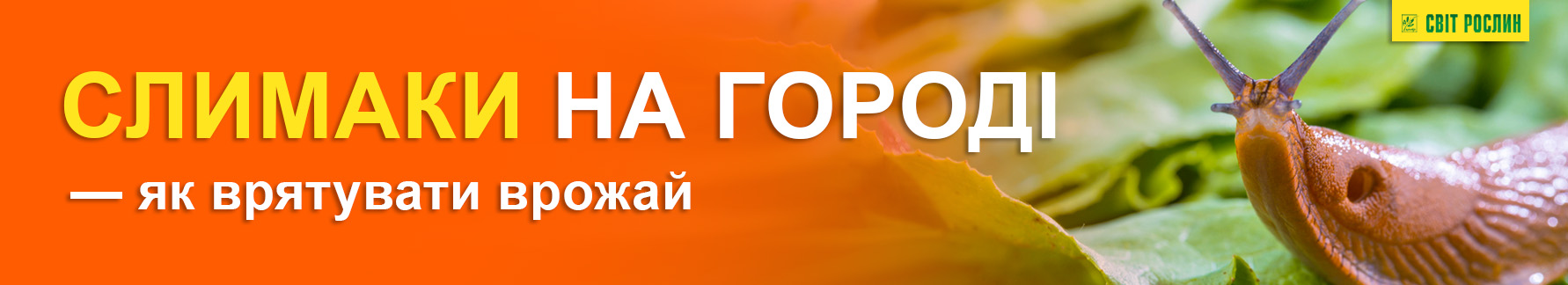 Слизни на огороде — как спасти урожай Слизни на огороде — как спасти урожай