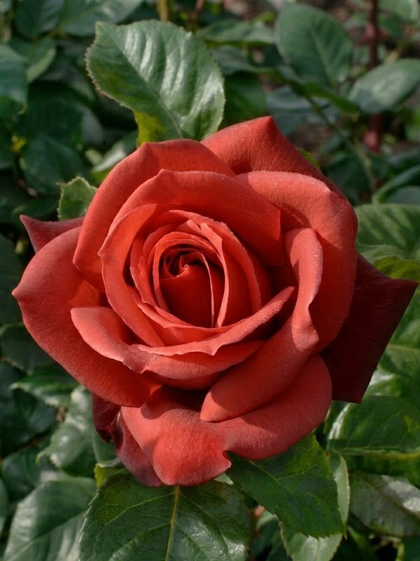 ������������ (Terracotta) �����-�������, ��.