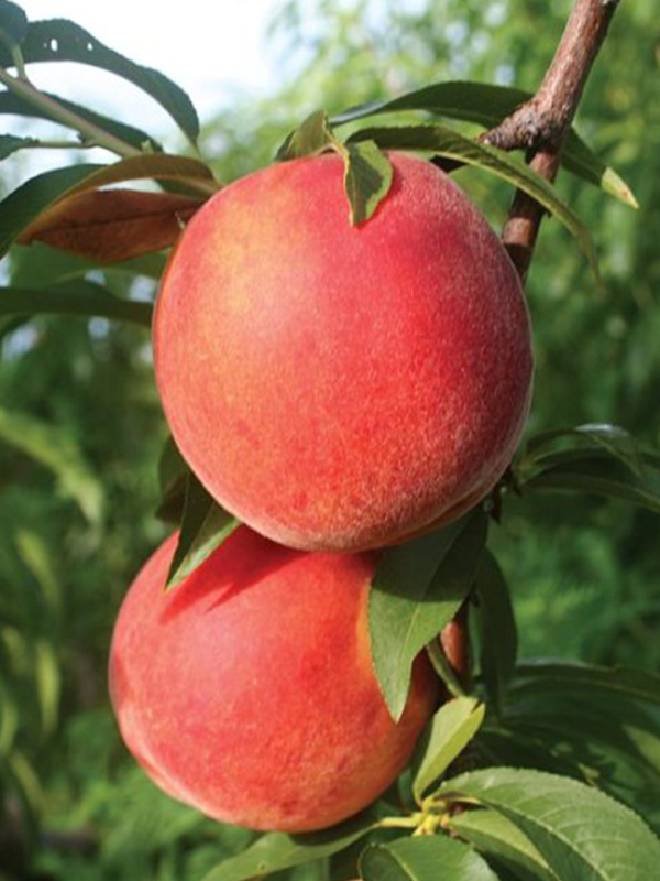 ������ ������ ��� PF 23 �����