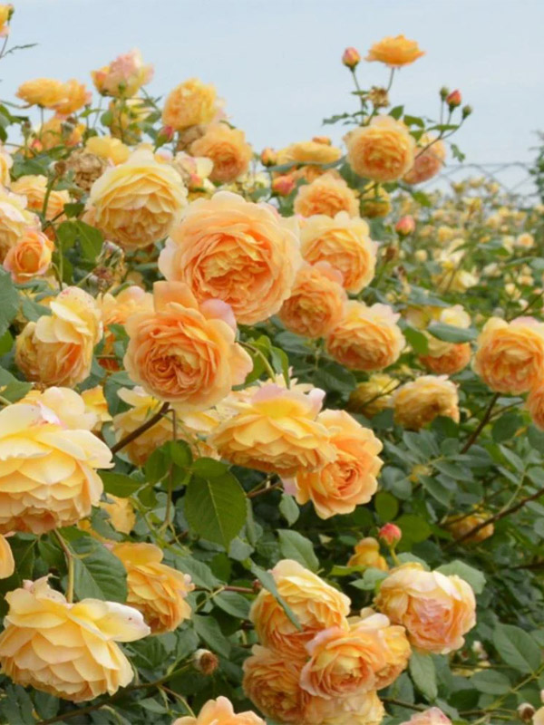      (Golden Celebration) 4