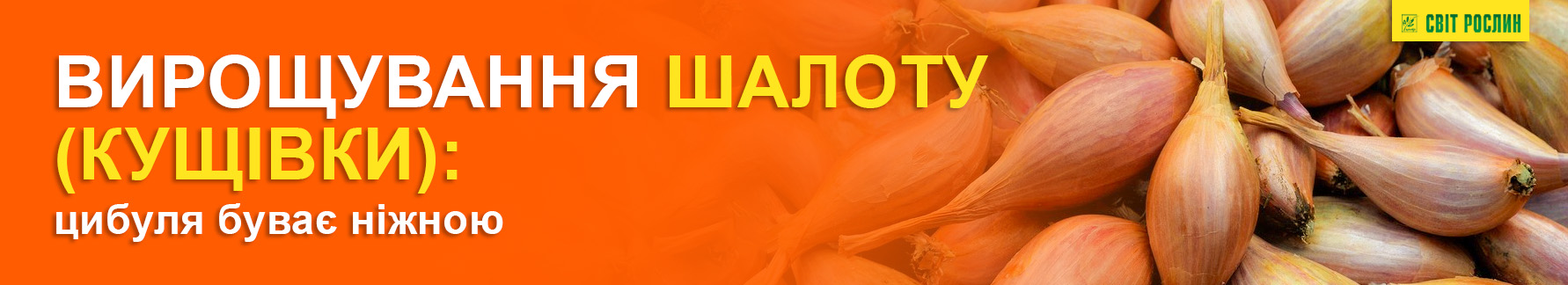   ():   