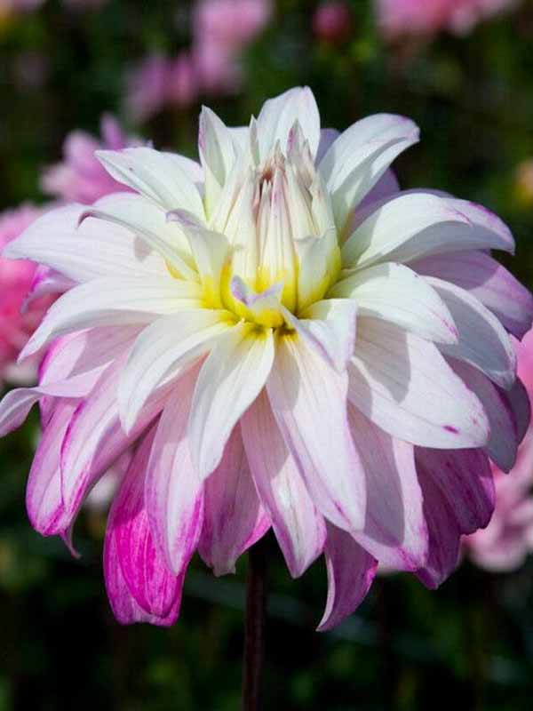 Георгина Pink Petticoat гигантский цветок 