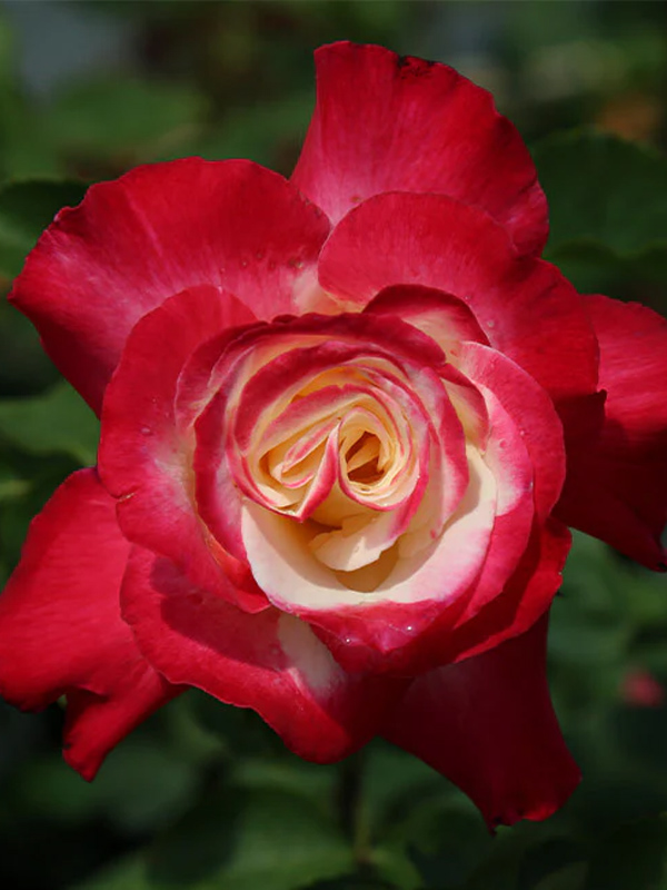  -   (Double Delight)