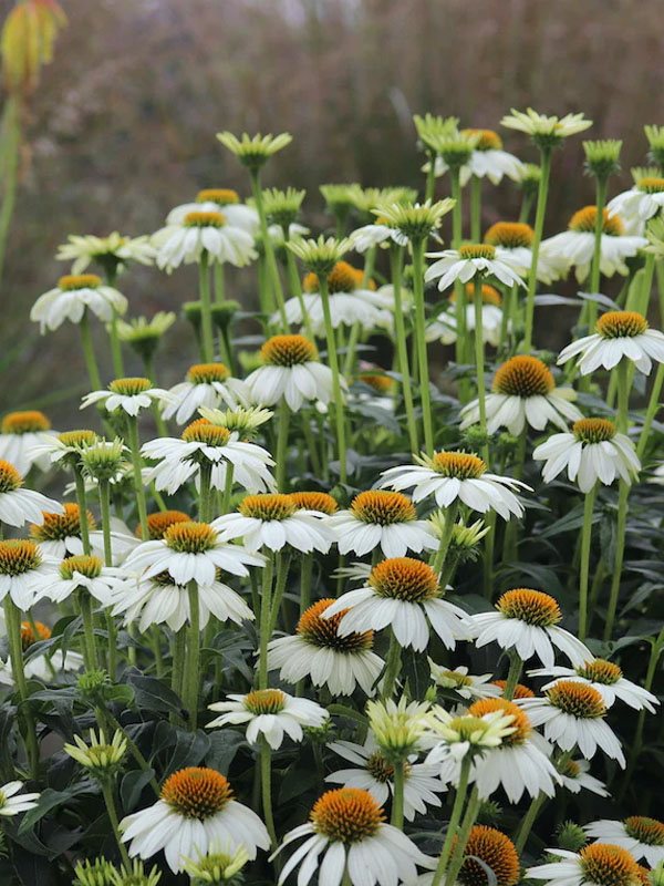      (PowWow White) 2