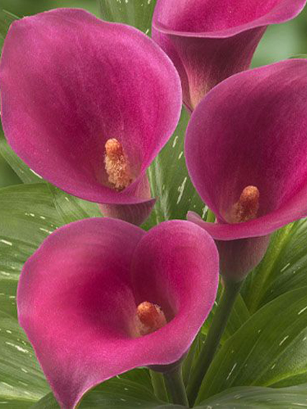 ����� Cheerio 14/16