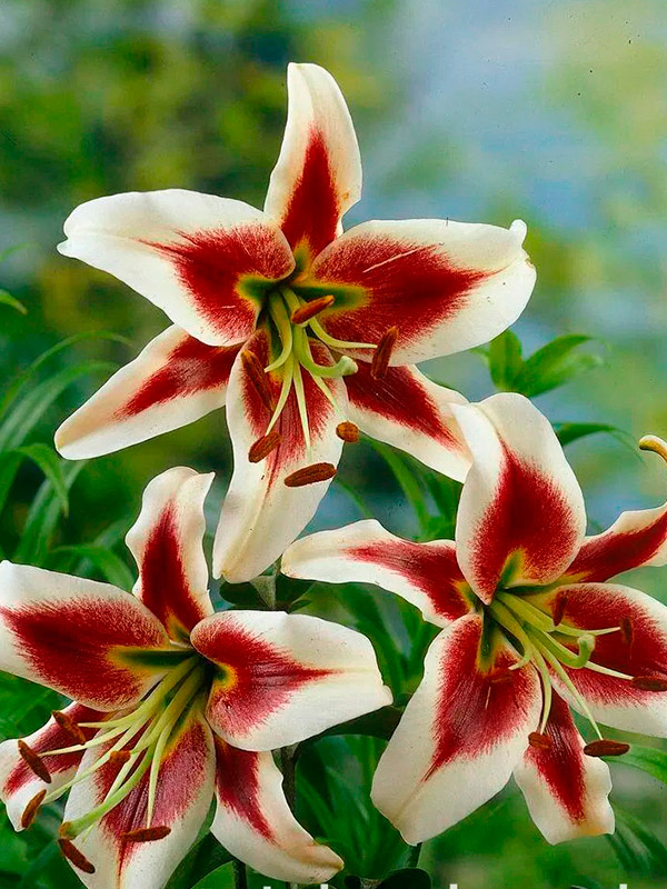 ����� Beverly Dreams �� ������ 12/14 