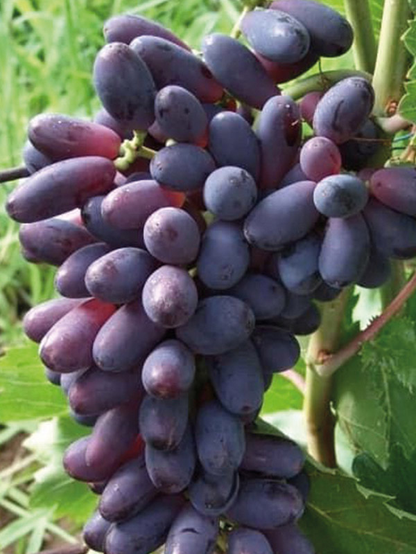 �������� ��� ����������� �����