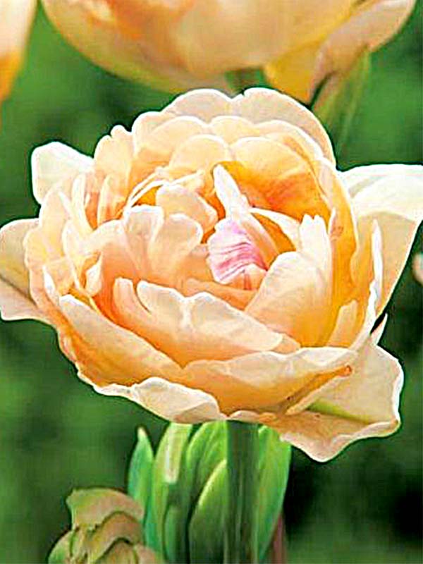 Тюльпан charming lady фото и описание