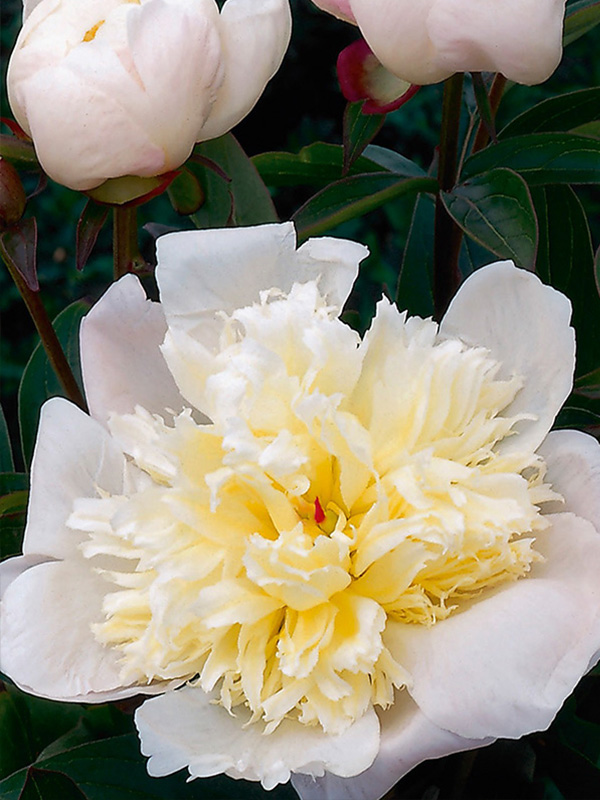 ���� Immaculee 2/3 