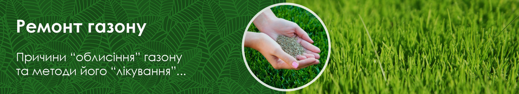 10 причин утраты декоративности газона и способы быстрого  восстановления травы