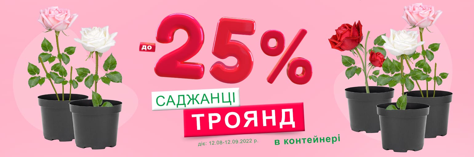 -25% на саженцы роз в контейнере -25% на саженцы роз в контейнере