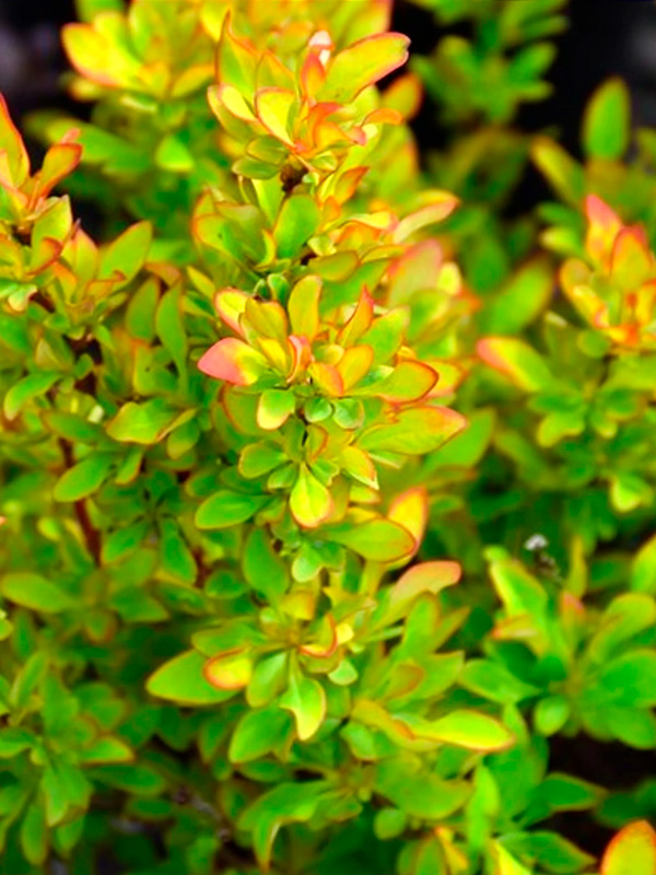 �������� �������� ���������� Limoncello �1,5