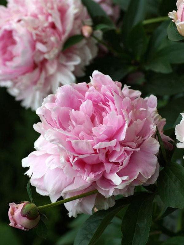     (Sarah Bernhardt Select) 3 
