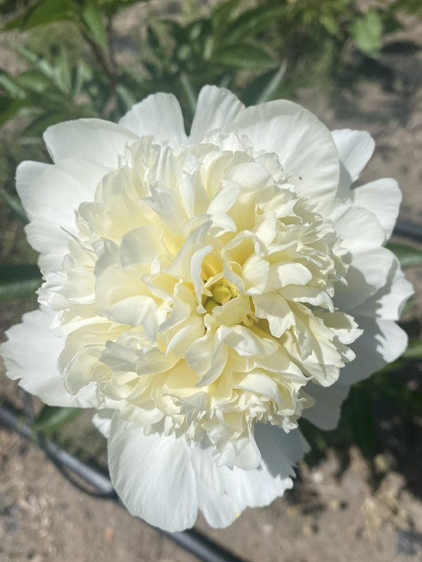    (Charle's White) 3 