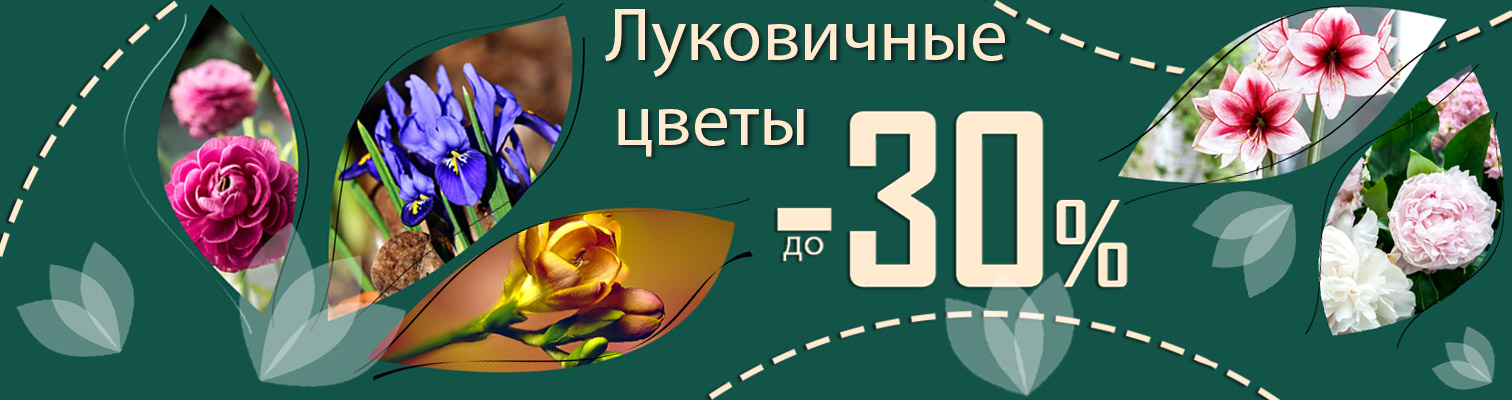 Акция! До -30% на избранные луковичные цветы! Акция! До -30% на избранные луковичные цветы!