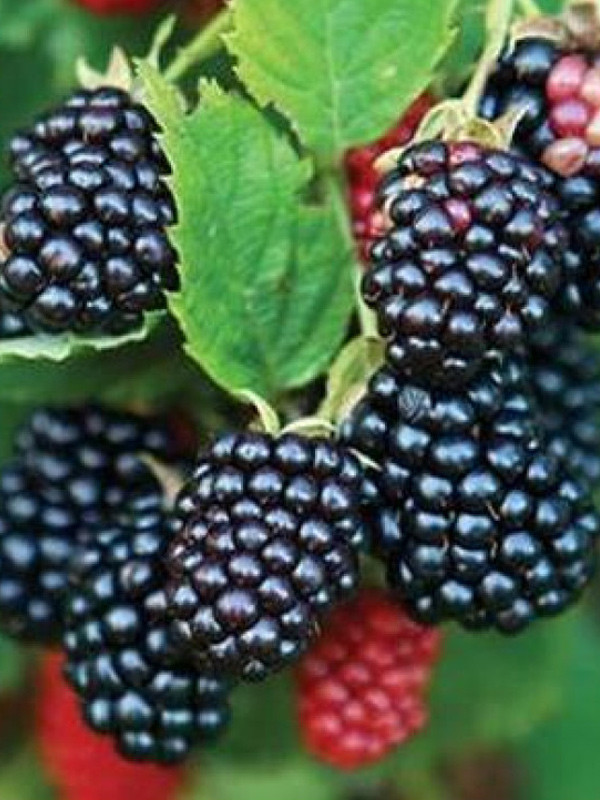 ������� �������� C1.5