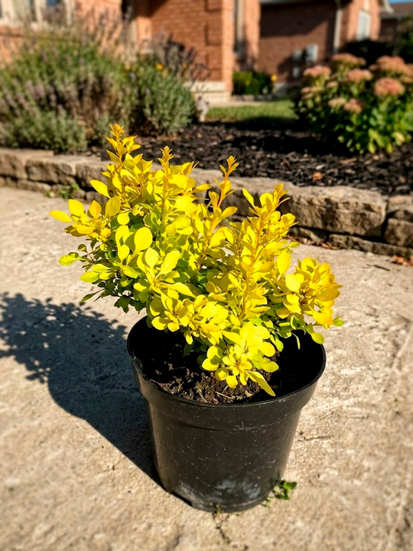 �������� �������� ����� Aurea �1,5