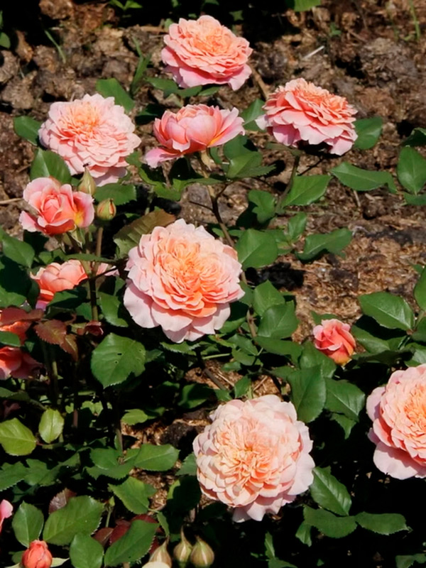 ������� ��������� �� ����� �� ����� (Festival des Jardins de Chaumont) ���������