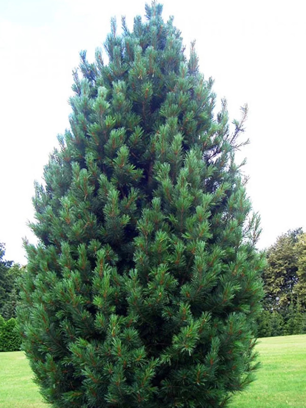 ����� ������� ����������� �9