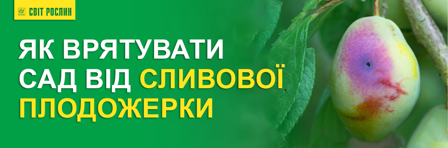 Как спасти сад от сливовой плодожорки