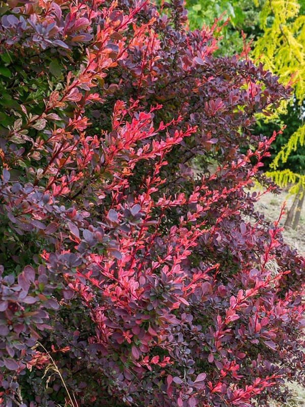 �������� �������� ���� ���� Rose Glow C1,5