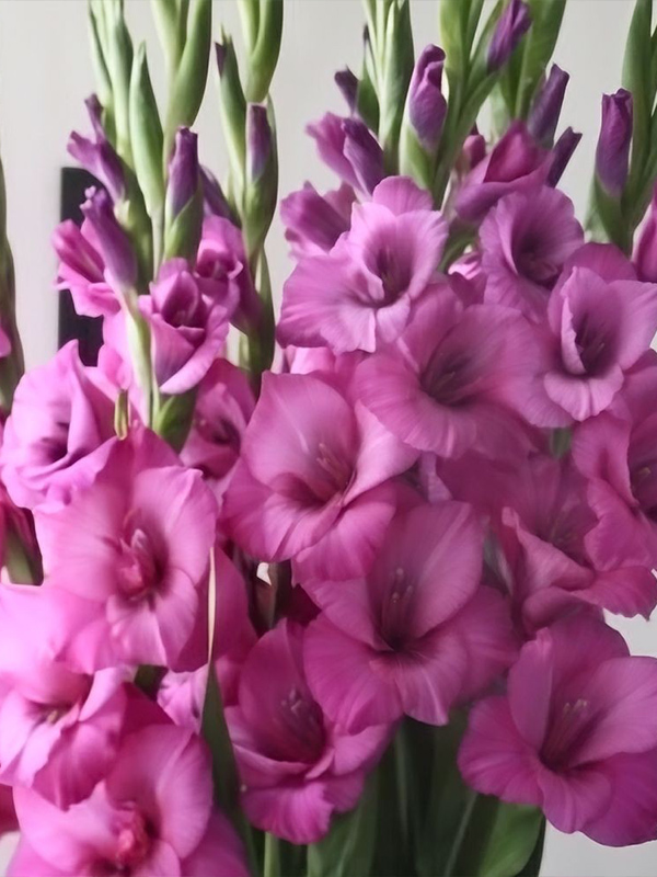 �������� Purple Diamond 10/12