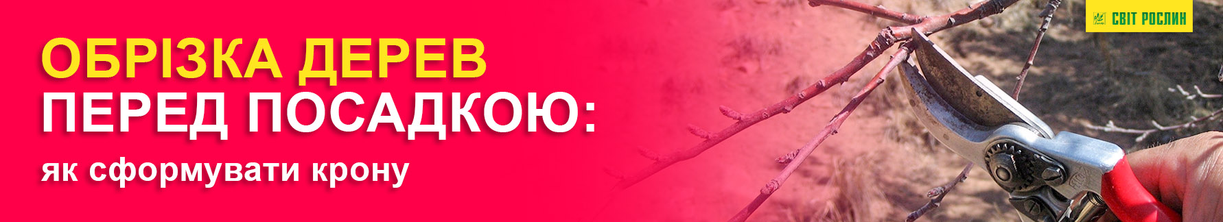Обрезка деревьев перед посадкой: как сформировать крону Обрезка деревьев перед посадкой: как сформировать крону