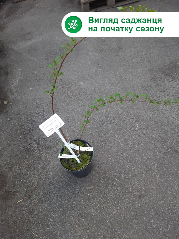    (Little Greeny) 2