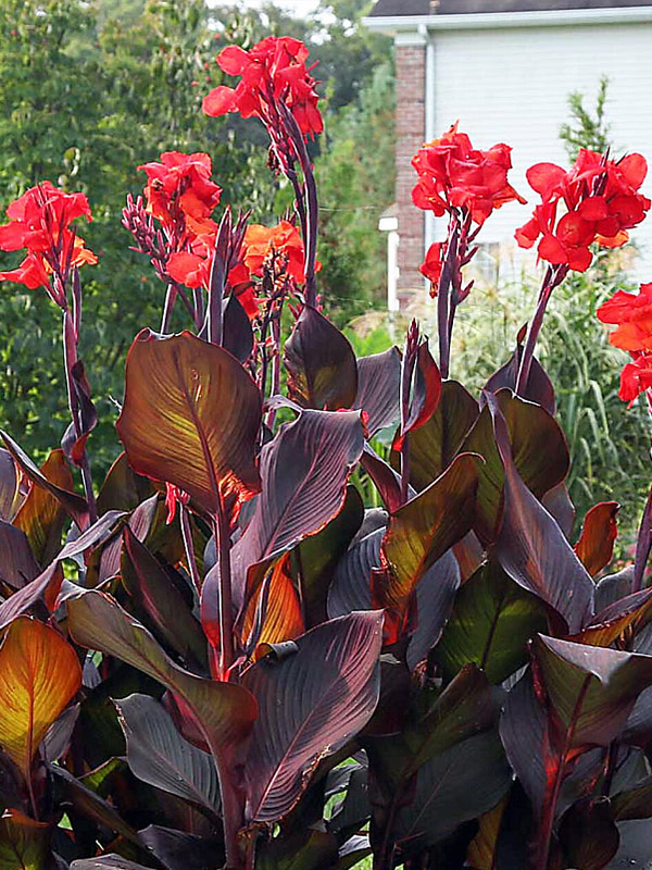 ����� Red Stripe 