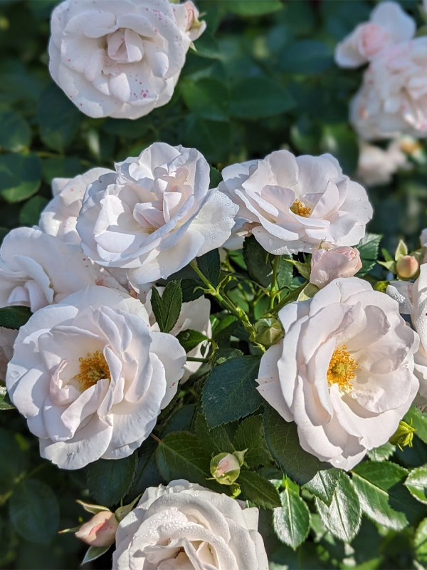     (Aspirin Rose) 4