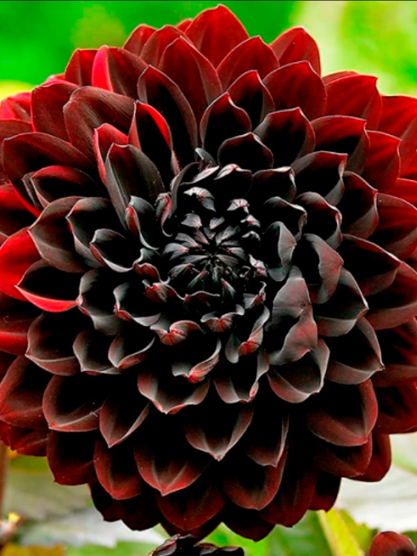 ������� Karma Choc