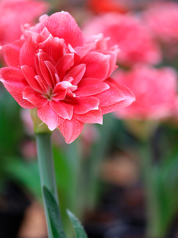 ����������� Double Dream 24/26 