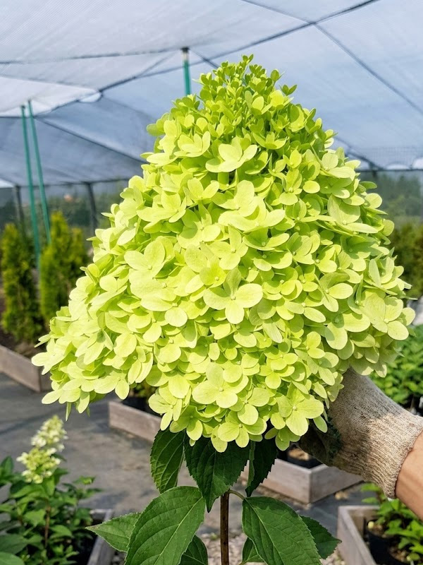 ��������� ���� ���� (Little Lime) ����������� C2, ��.