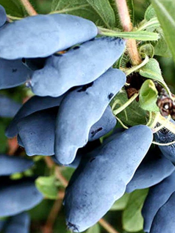 ��������� ������� �2