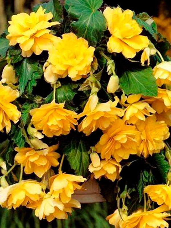 ������� ��������� ������ ������ 5+ 