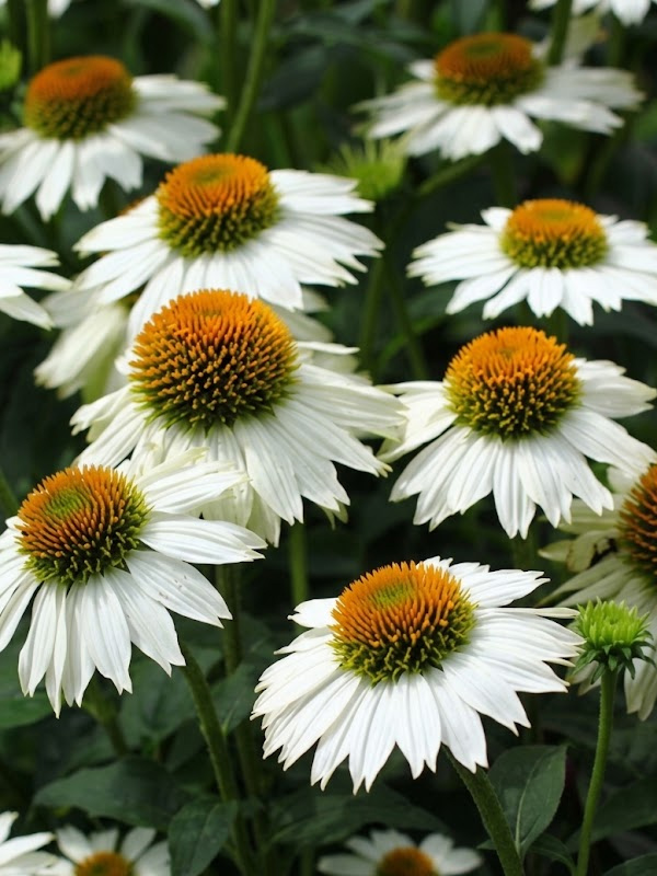 �������� ��������� PowWow White P9, ��.