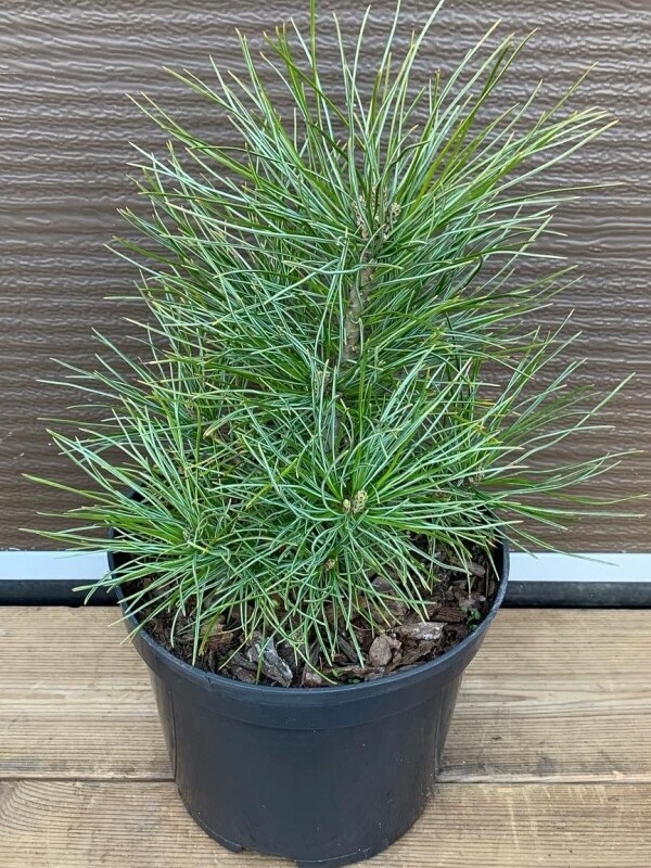    (Pinus koraiensis) 2