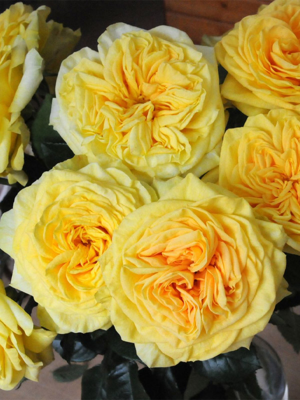     (Lemon Pompon) 1,4-1,6 