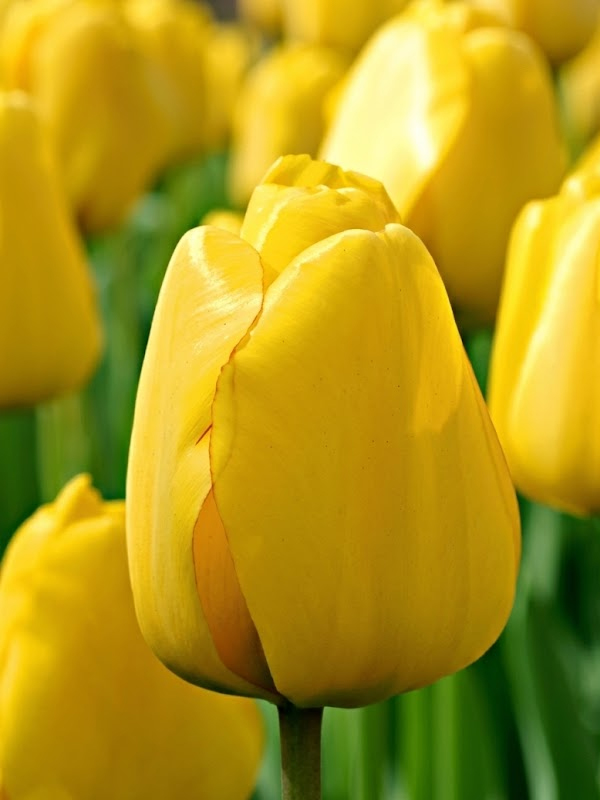 ������� Golden Apeldoorn 12+ ��������� ������ 