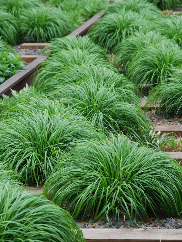     (Irish Green) 1