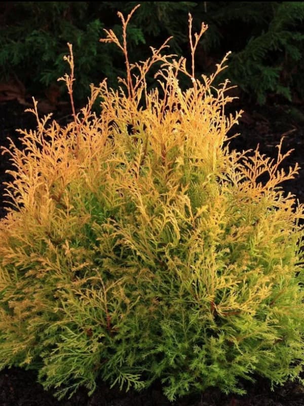 ��� ���� ���� �3 30-40 ��