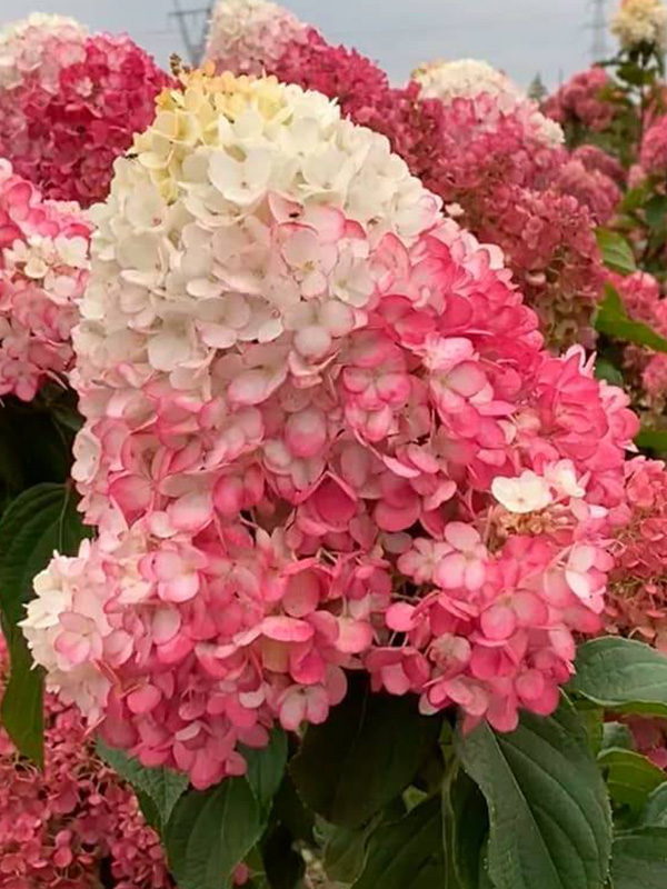 ��������� ��������� ������� (Strawberry Blossom) ����������� �2