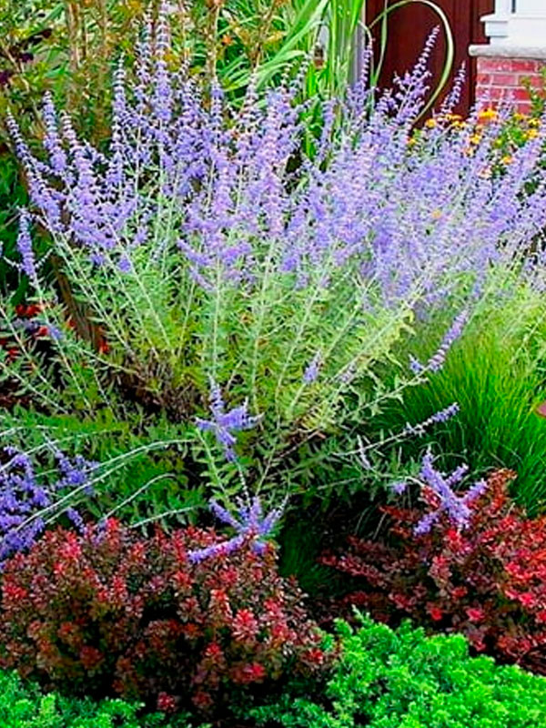 ��������� �3