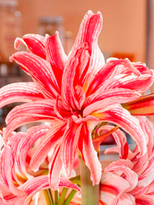 ó��������� Double �������� 24/26