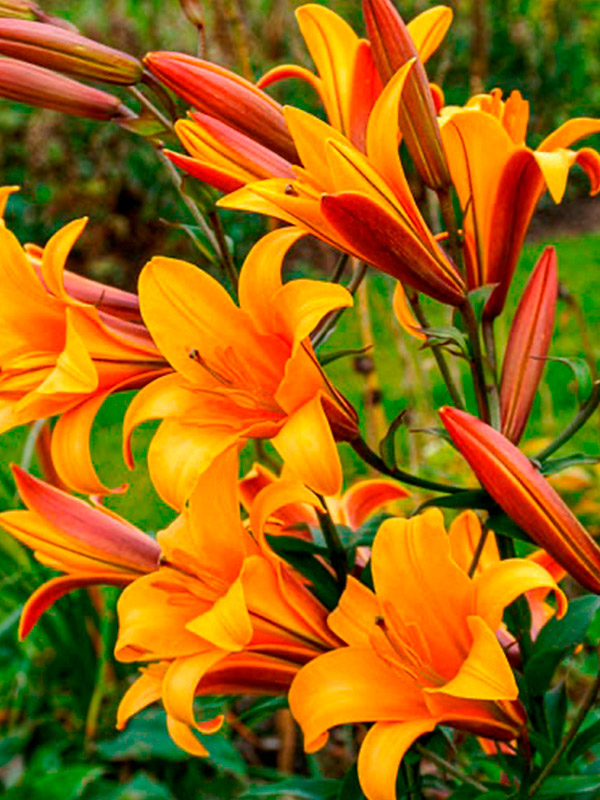 ����� Orange Planet ��������� 12/14 