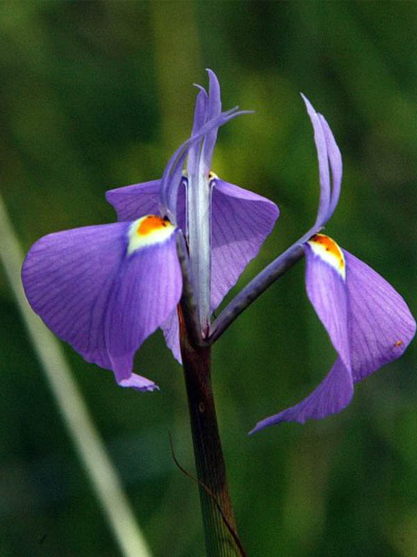 ����� ��� 5+