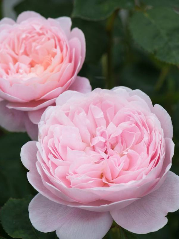 ���� �������� ������ (Queen of Sweden) ���������� C3