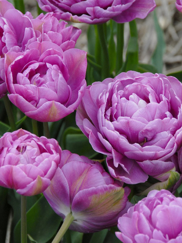  Lilac Perfection - 10/11 