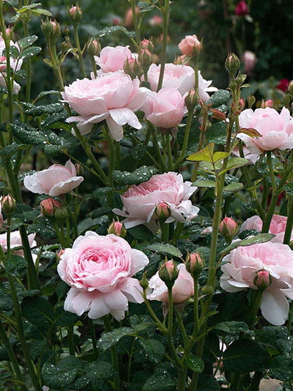���� �������� ������ (Queen of Sweden) ���������� C3