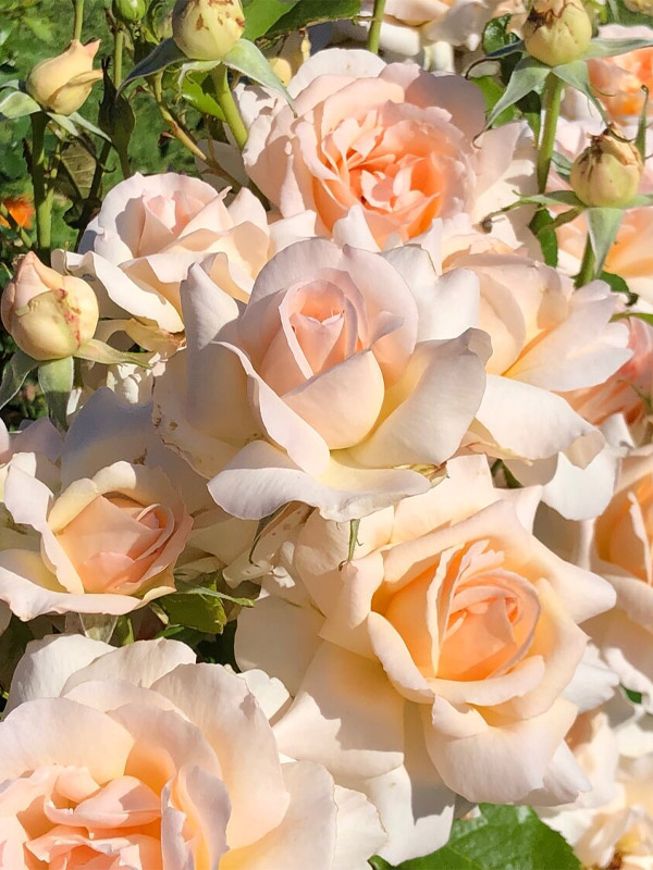  -   (Chandos Beauty)